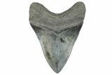 Serrated, Fossil Megalodon Tooth - South Carolina #362264-2